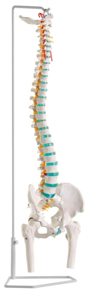 Erler Zimmer Skelettmodell "Flexible Wirbelsäule"